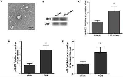 Exosomal miR-500 Derived From Lipopolysaccharide-Treated Macrophage Accelerates Liver Fibrosis by Suppressing MFN2